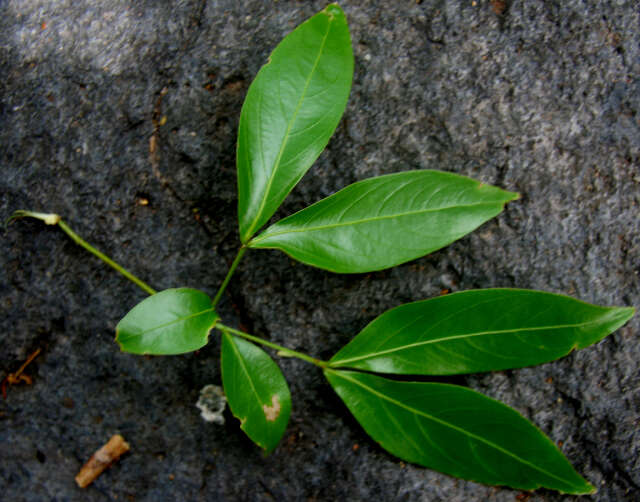 Image of Pithecellobium longifolium