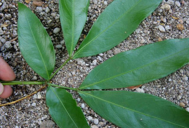 Image of Pithecellobium longifolium