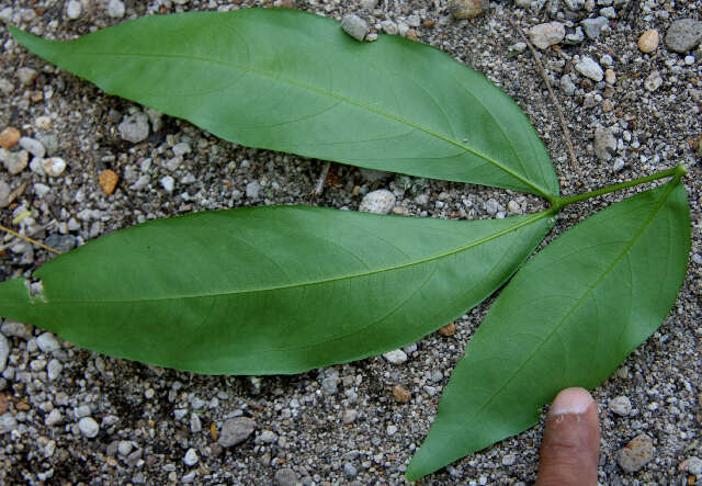 Image of Pithecellobium longifolium