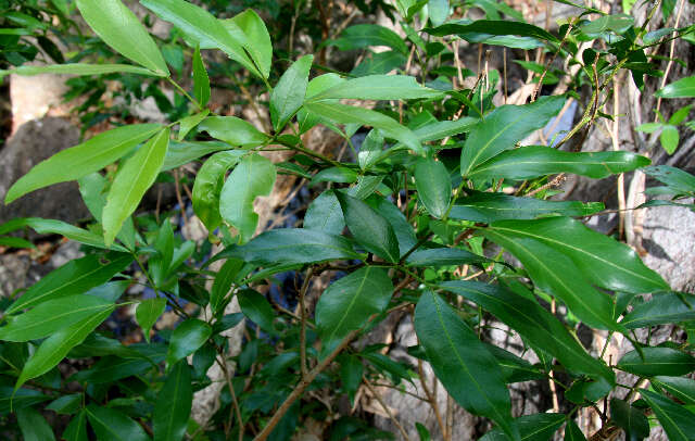 Image of Pithecellobium longifolium