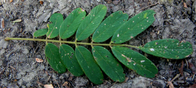 Imagem de Lonchocarpus rugosus Benth.