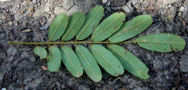 Imagem de Lonchocarpus rugosus Benth.