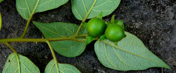 Solanum resmi