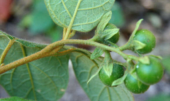 Solanum resmi