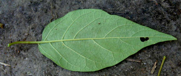 Solanum resmi