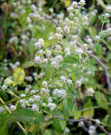 Слика од Alternanthera pubiflora (Benth.) Kuntze