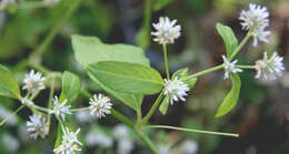 Слика од Alternanthera pubiflora (Benth.) Kuntze