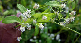 Слика од Alternanthera pubiflora (Benth.) Kuntze