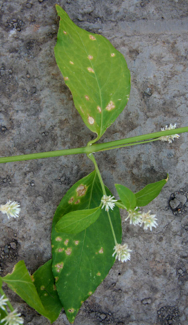 Слика од Alternanthera pubiflora (Benth.) Kuntze