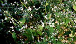 Слика од Alternanthera pubiflora (Benth.) Kuntze