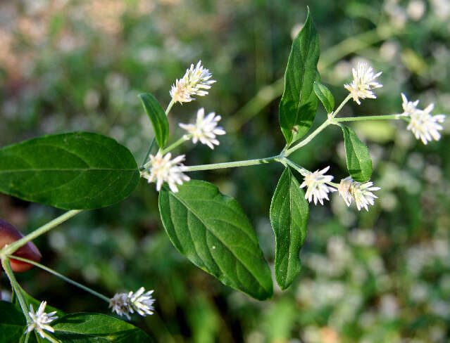 Слика од Alternanthera pubiflora (Benth.) Kuntze