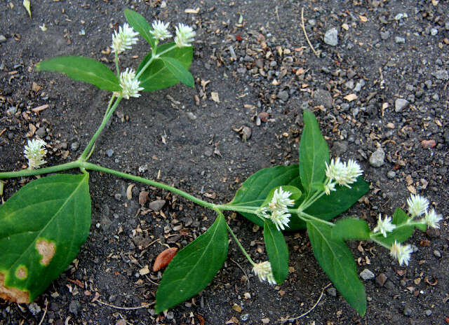 Слика од Alternanthera pubiflora (Benth.) Kuntze