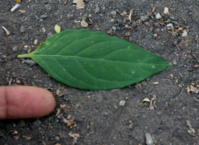 Слика од Alternanthera pubiflora (Benth.) Kuntze