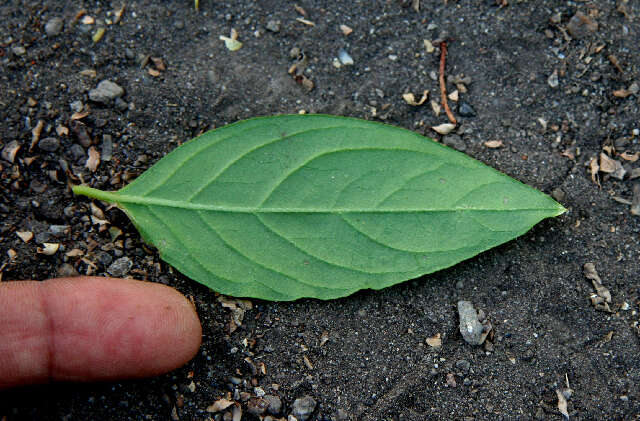 Слика од Alternanthera pubiflora (Benth.) Kuntze