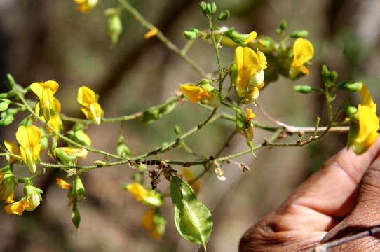 Image of Diphysa humilis Oerst.