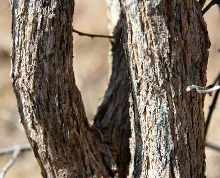 Image of Mimosa acantholoba (Willd.) Poir.