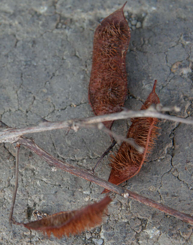 Image of Mimosa acantholoba (Willd.) Poir.