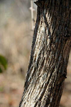 Image of Mimosa acantholoba (Willd.) Poir.