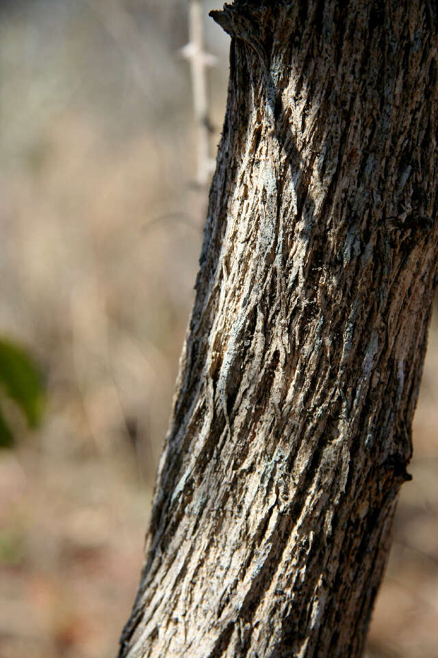 Слика од Mimosa acantholoba (Willd.) Poir.