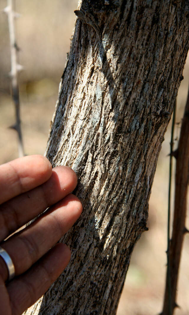 Image of Mimosa acantholoba (Willd.) Poir.