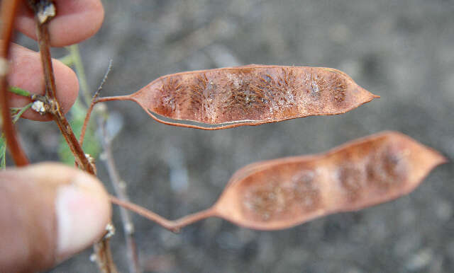 Image of Mimosa acantholoba (Willd.) Poir.