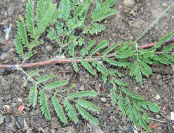 Image of Mimosa acantholoba (Willd.) Poir.