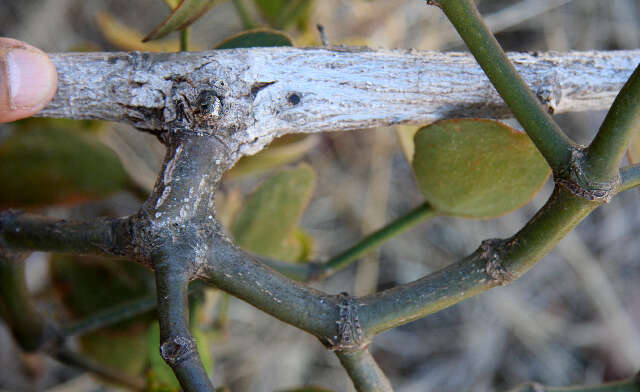 Image of Phoradendron robustissimum Eichl.