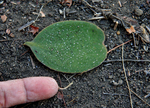 Image of Phoradendron robustissimum Eichl.