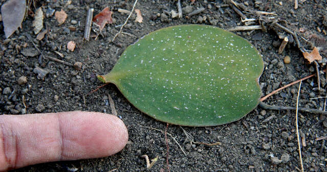 Image of Phoradendron robustissimum Eichl.