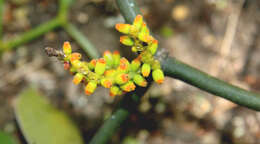 Image of Mistletoe