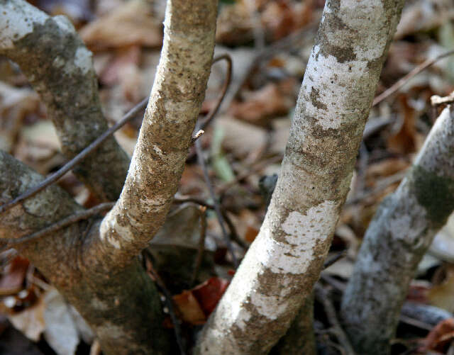 Image of Capparis verrucosa