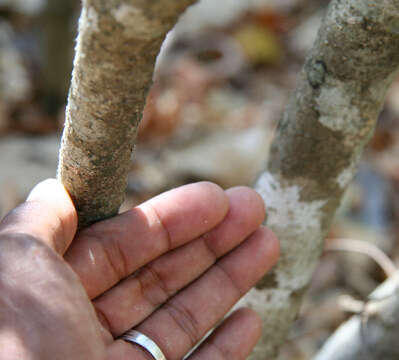 Image of Capparis verrucosa