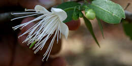 Image of Capparis verrucosa