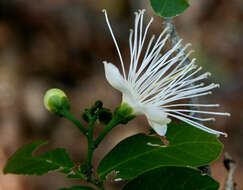 Image of Capparis verrucosa