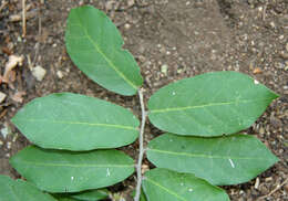 Image of Capparis verrucosa