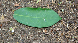 Image of Capparis verrucosa