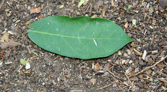 Image of Capparis verrucosa