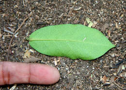 Image of Capparis verrucosa