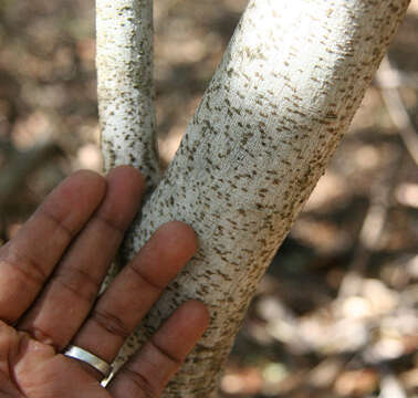 Image of Capparis verrucosa