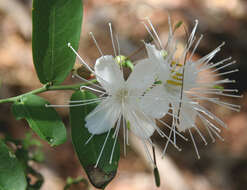 Image of Capparis verrucosa