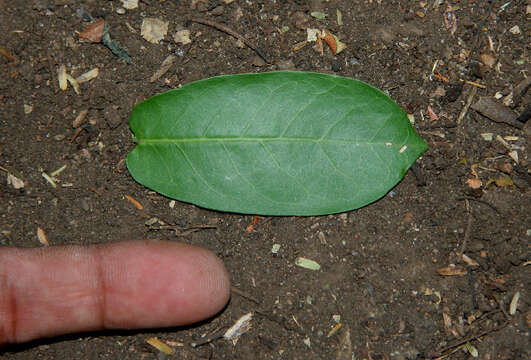 Image of Capparis verrucosa