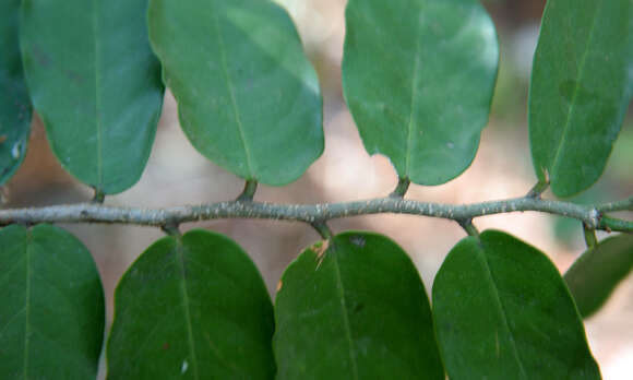 Image of Caper Shrubs