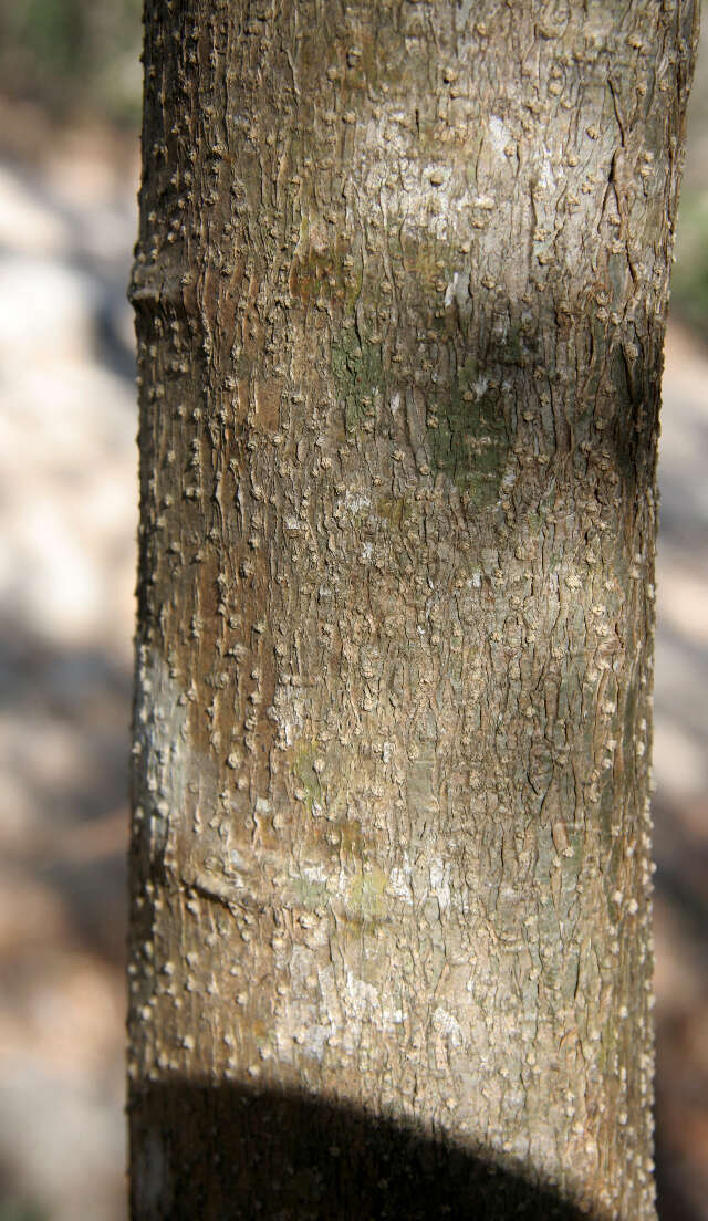 Image of Caesalpinia exostemma DC.