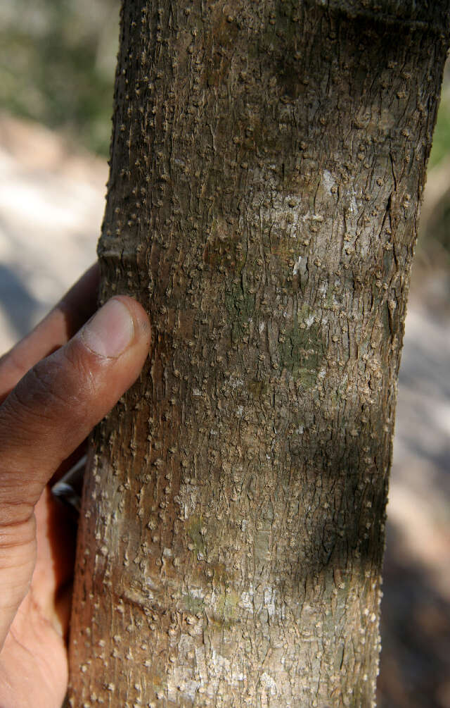 Image of Caesalpinia exostemma DC.