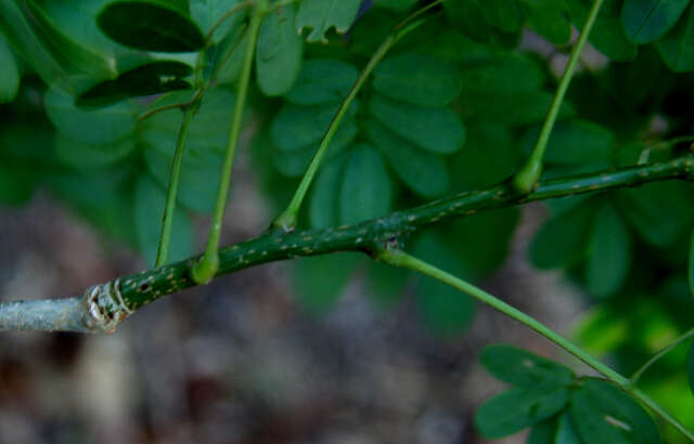 Image of Caesalpinia exostemma DC.