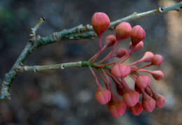 Image of Caesalpinia exostemma DC.