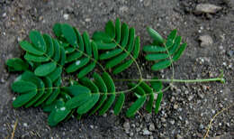 Image of Caesalpinia exostemma DC.