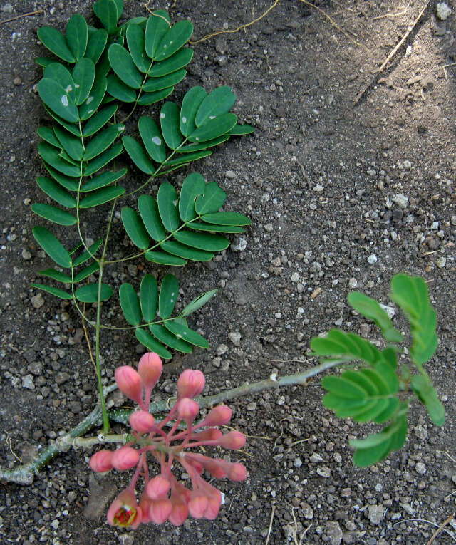 Image of Caesalpinia exostemma DC.