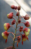 Image of Caesalpinia exostemma DC.