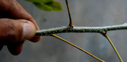 Image of Caesalpinia exostemma DC.